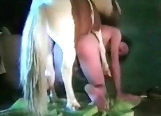 Horse Bestiality