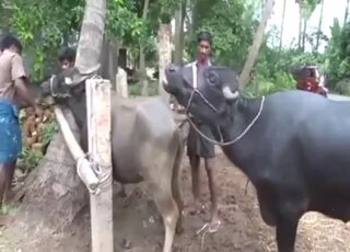 Seo Zoo Net - Zoo sex porn animal
