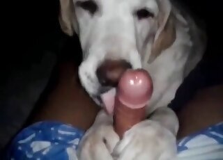 Sucking animal sex