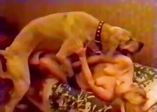 Raw Zoo Sex - Animal Clips & Zofilia