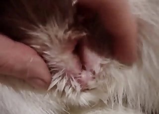 Take a look at how the tiger's ass looks like in the close-up