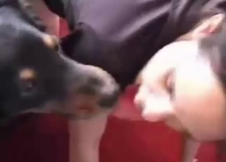 Bestiality sex with a black beast with great dong