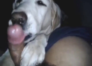 This man is very lucky, his dog sucks his dick