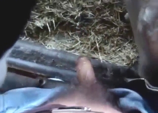 Guy will let this beast lick all over his dick