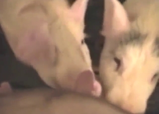 This dude has sexy piglets sucking him off