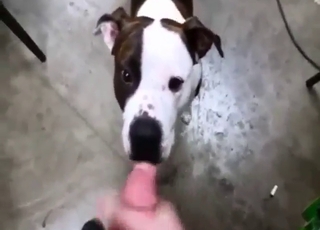 Pitbull pleasure session with hot orgasms