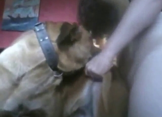 Gay zoo sex shows what a real man fucks like