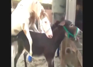 Twisted fuck scene with horses and donkeys