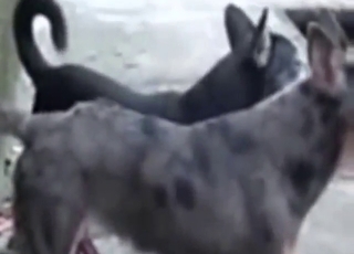 Handpicked zoophile porn with dogs fucking