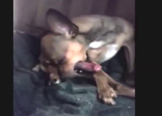 Sexy Chihuahua shows that it can masturbate