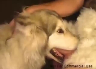 Stepdad with a hard cock sneaks away to gape