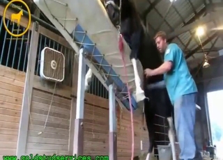 Puts in a great deal of effort to jerk off horse