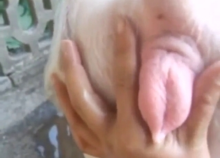 Pig pussy gets to get wetter and wetter today