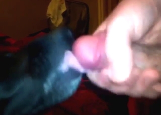 Black dog licking up and down his cockhead