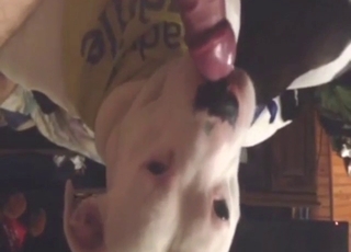 Dog with a sexy look in its eyes sucking dick