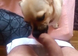 Dude has a puppy licking his pretty cock in POV