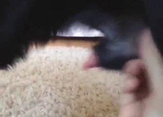 Black dog showing its skills in a dick-centric vid