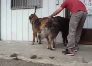 Whorish dog fucked by yet another dog in public