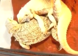 Lizard-on-lizard fuckery with crazy beasts cumming
