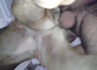 Zoophile feels lonely without his German Shepherd