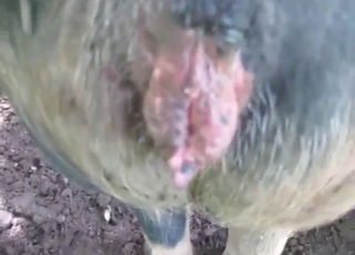 Pretty pig allows this dude to fuck it up for real