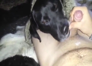 Dude wants oral with a sexy black Lab, it's hot