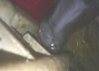 Zoophilic dude shows that he caresтАж thru sex