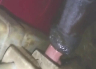 Zoophilic dude shows that he caresтАж thru sex