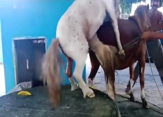 Mare and pony in a messy amateur fuck scene