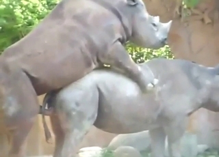 Rhino-on-rhino fuck with doggystyle penetration