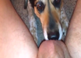 Dog licking up and down his taint, his cock