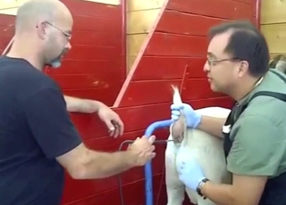 Boar porn movie with a sexy beast getting off