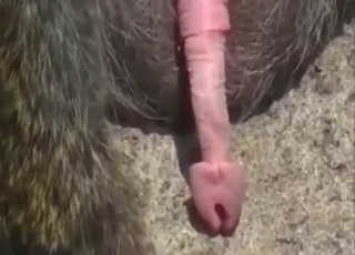 Monkey masturbation shows a real nice orgasm