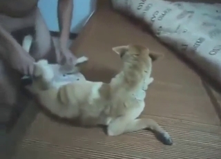 Horned-up guy is happy to drill into his dog