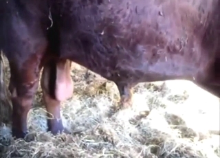 Dude has a sexy bull he wants to tease in POV