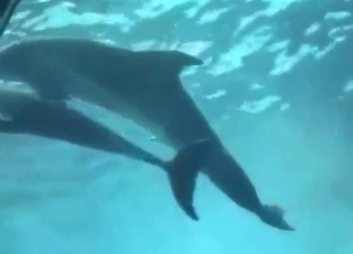 Dolphin sex scene with plenty of swirling