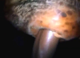 Dude goes crazy, he lets this bull devour his hand