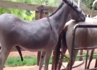 Donkey-on-donkey fuck with fast and deep sex