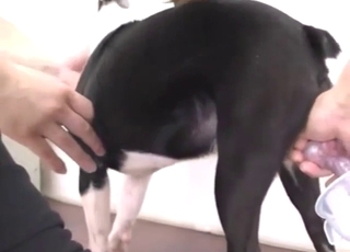 Orgasmic handjob for a sexy dog that wants it