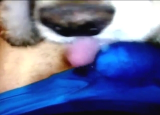 BJ thru the underwear from a sexed-up animal