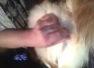 Hot bestiality porn with a guy fingering a dog