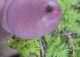 Fly porn: zoo XXX with insects that look sexy