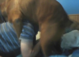 Oral bestiality porn, hot sucking and slurping
