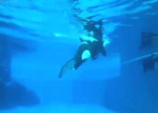 Underwater bestiality porn with real orgasms