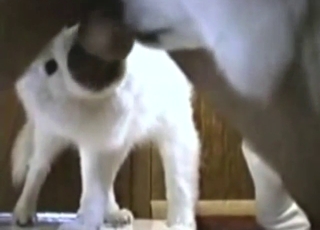 Crazy zoophile porn showing a guy with a dangler