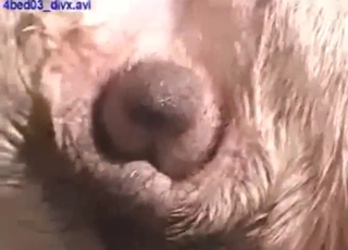 Group zoo sex with a legit horny animal fingered