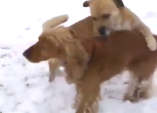 Destructive bestiality sex with doggystyle gape