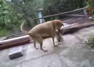 Every zoophile should watch a dog fuck a cat