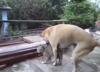 Every zoophile should watch a dog fuck a cat