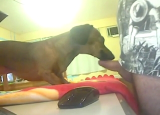 Oral bestiality sex has a sexy dog licking dick